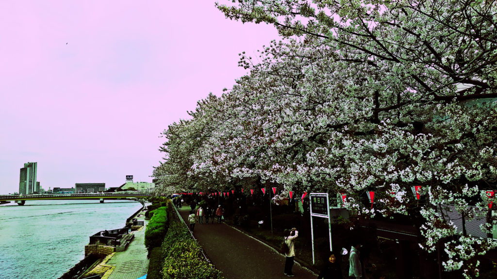 墨堤の桜