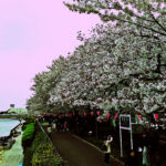 墨堤の桜