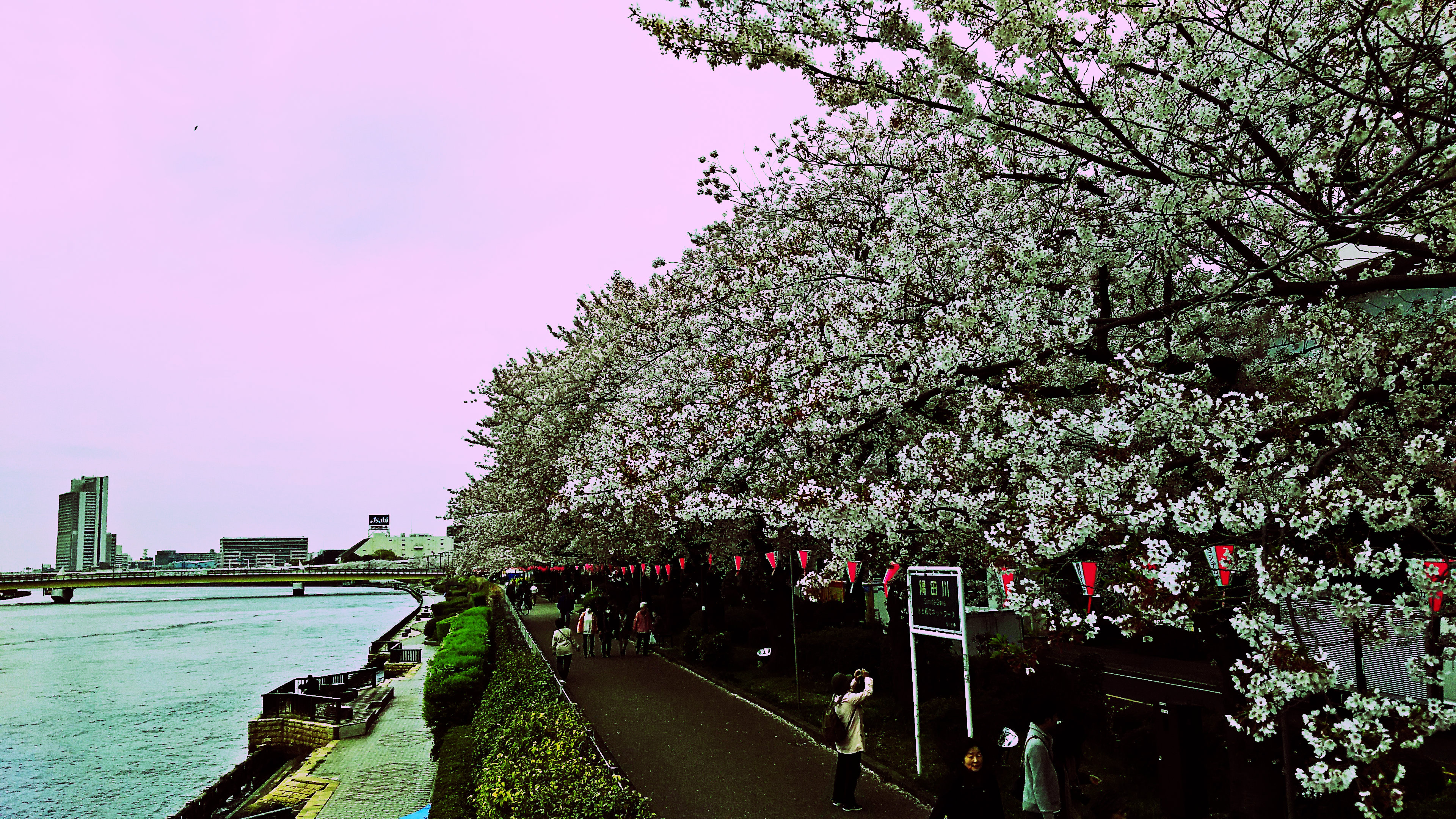 墨堤の桜