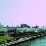 桜の墨堤