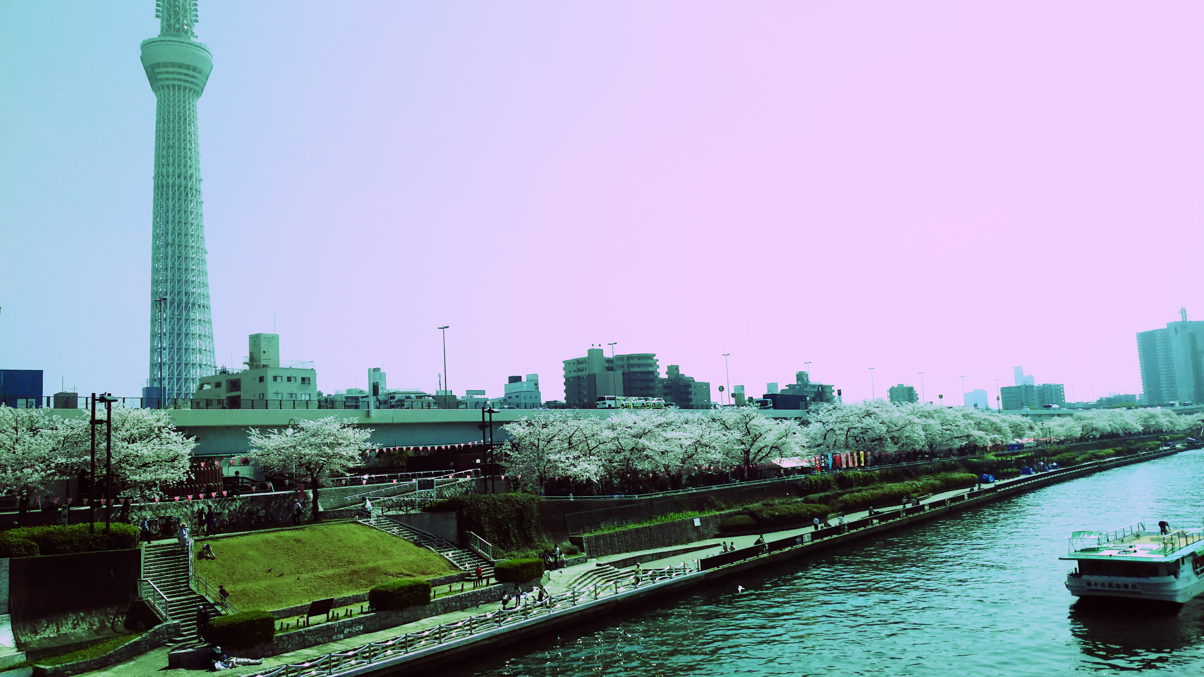 桜の墨堤